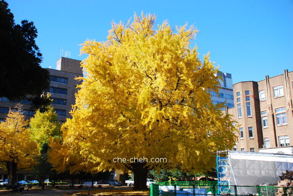 Super Giant Ginkgo Tree @ University Of Tokyo, Tokyo